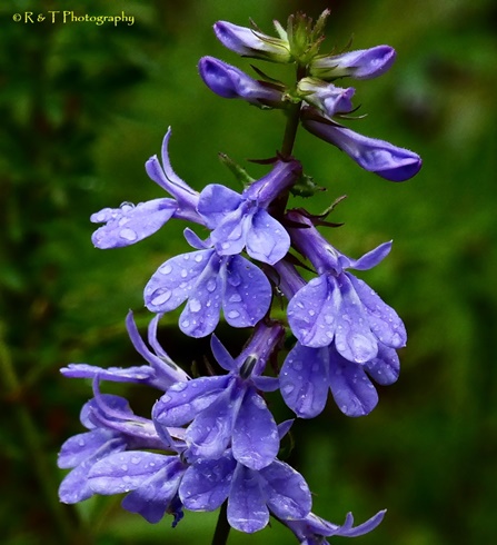 {Lobelia amoena}